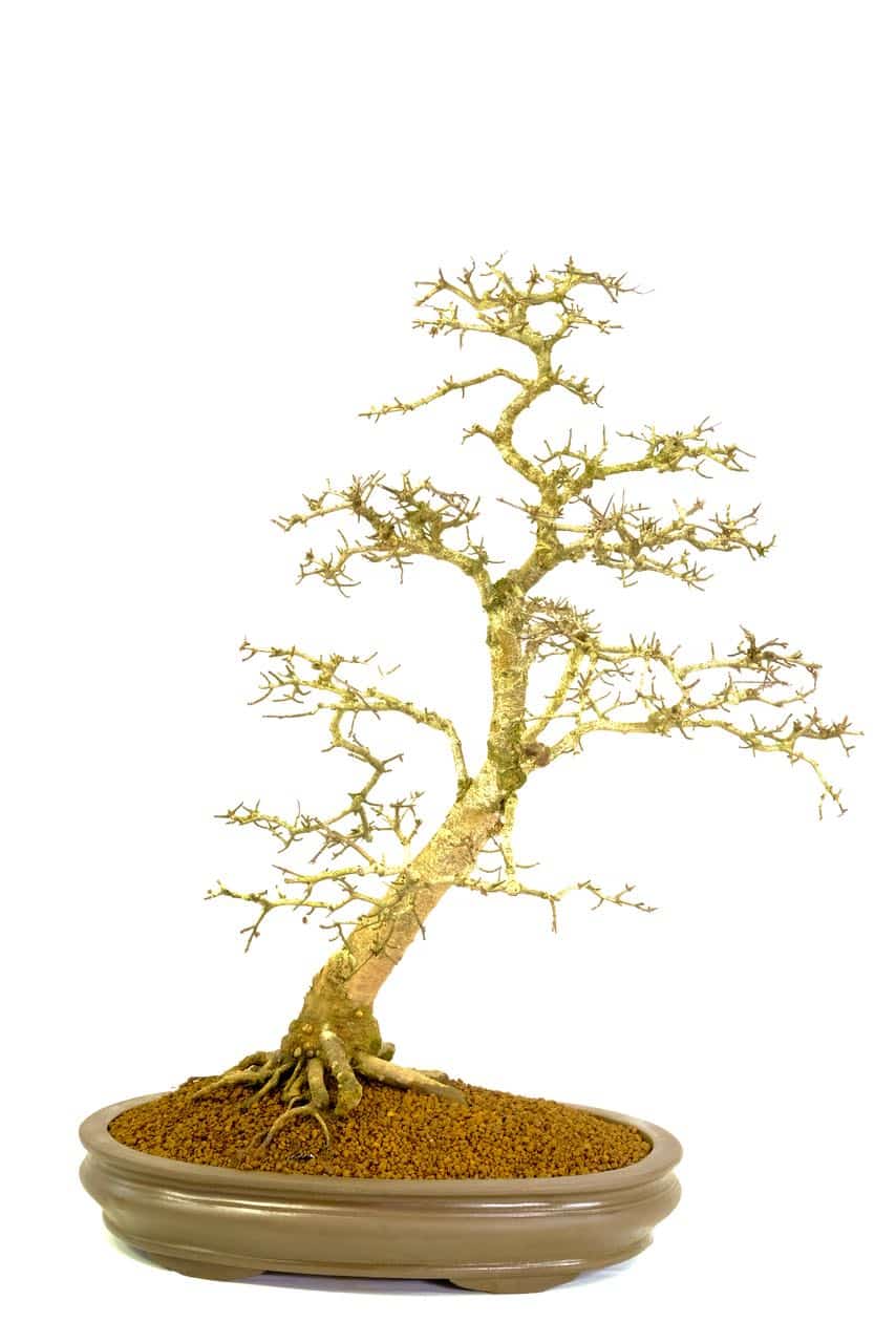 Phenomenal Outdoor Hawthorn Tree for sale UK