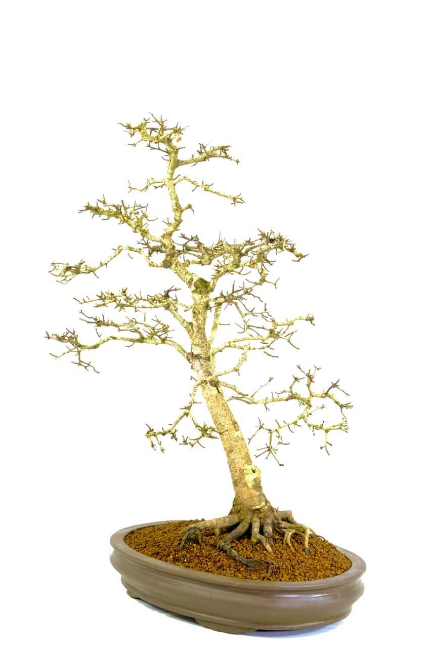 Captivating root exposure creates a real woodland feel