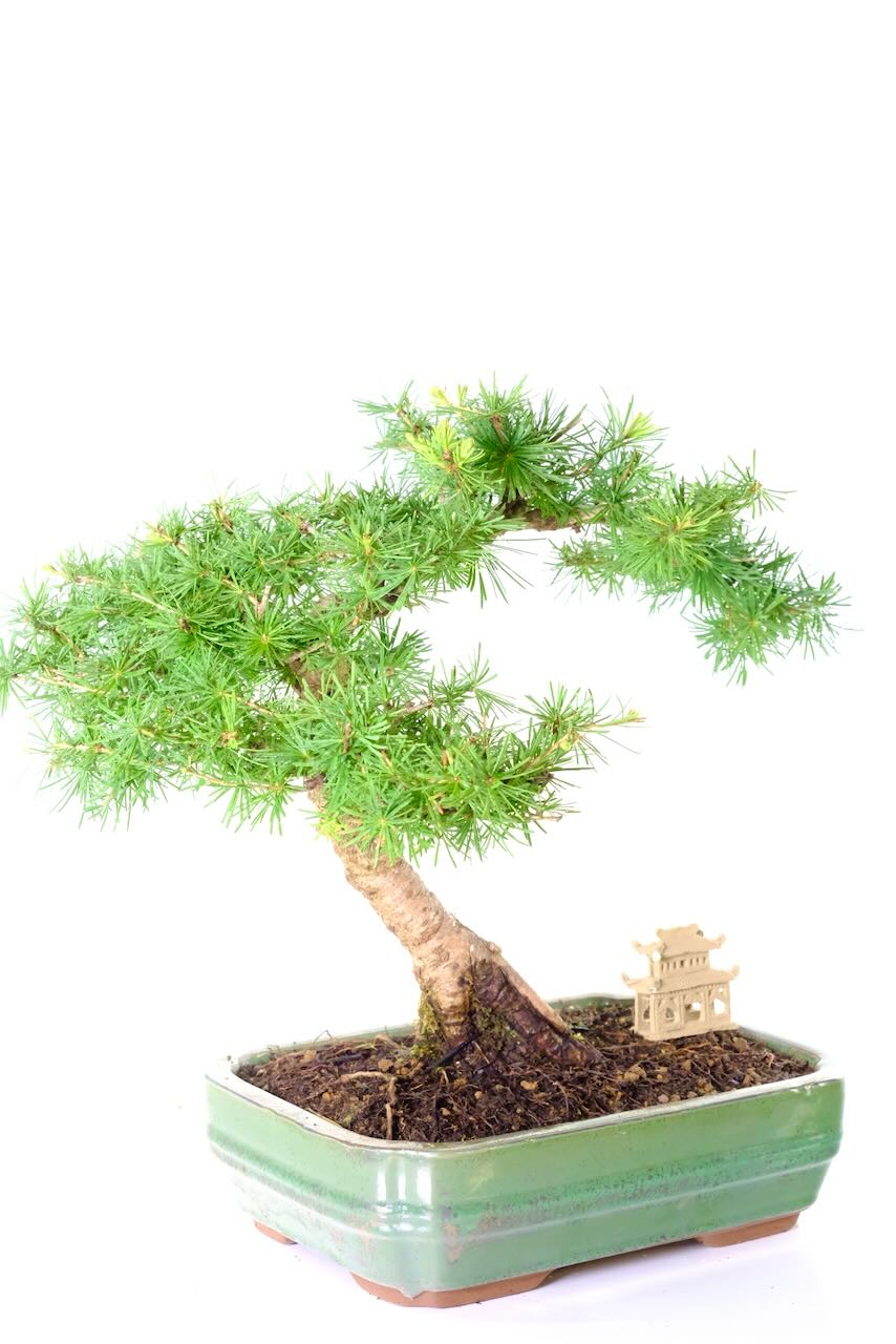 Rich, vibrant canopy of green needles that drape over the temple