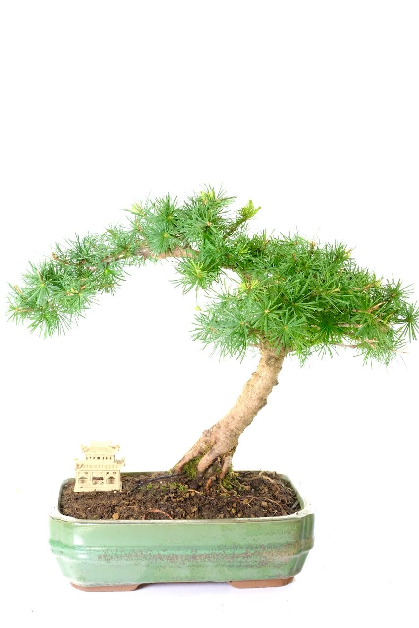 Delivery throughout the UK is FREE on a next working day service. We also offer weekend, premium and "Highlands & Islands" options.