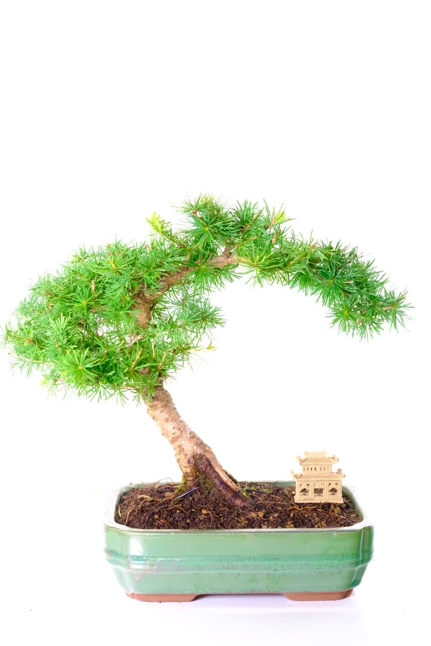 Incredibly styled Larch (Larix) outdoor bonsai for sale UK