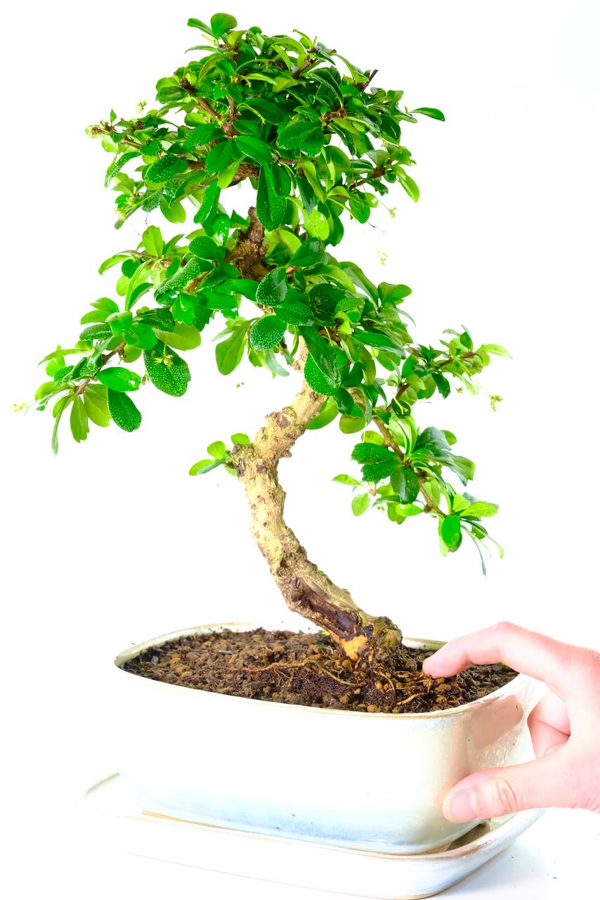 Comes potted in a pearlescent ceramic pot with matching drip tray