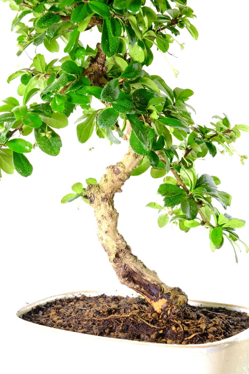 Phenomenal trunk features including a hollow and shari - The textured bark is incredible