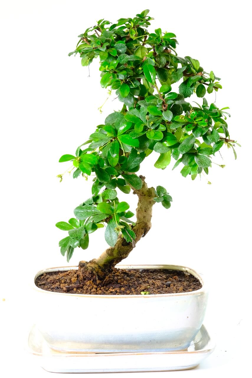 Delivery throughout the UK is FREE on a next working day service. We also offer weekend, premium and "Highlands & Islands" options.