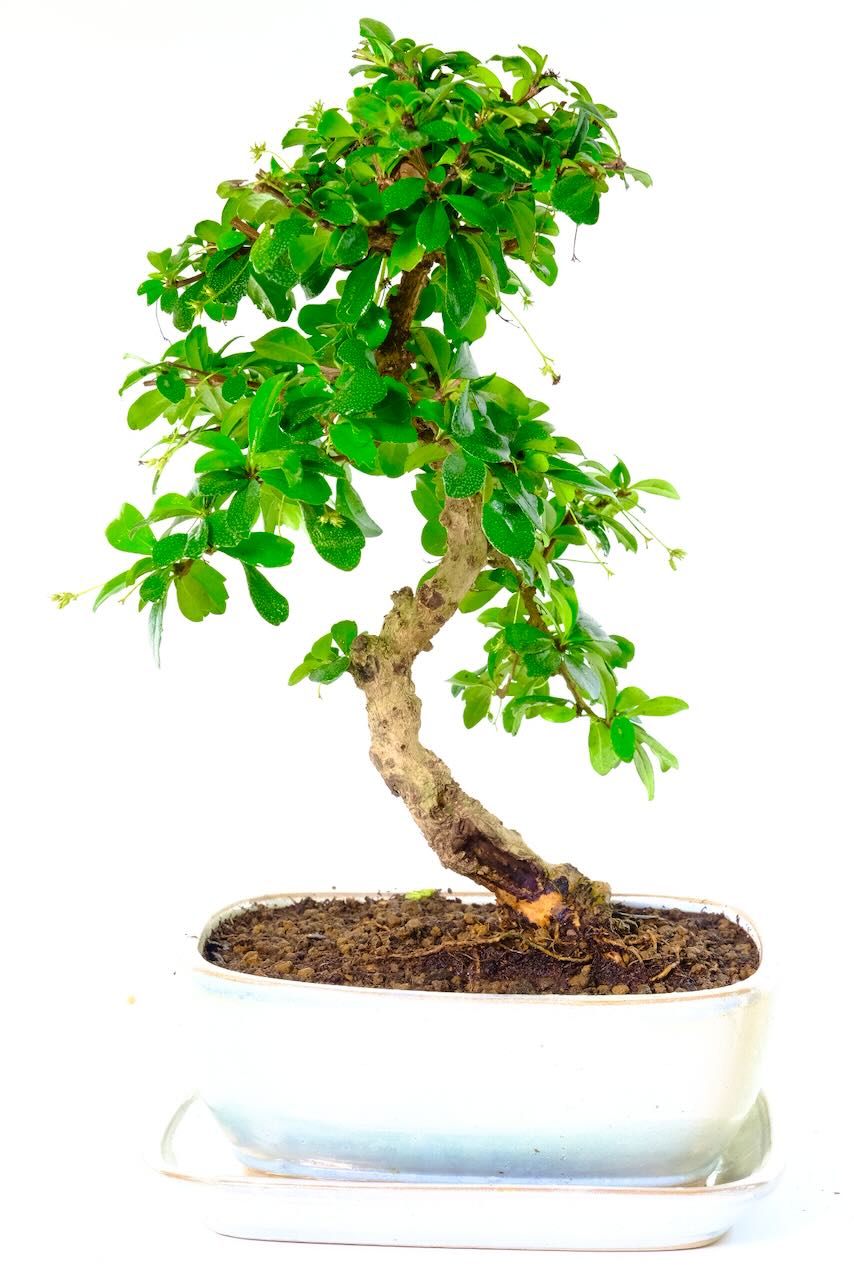 Gently winding flowering Fukien Tea Tree bonsai tree for sale UK