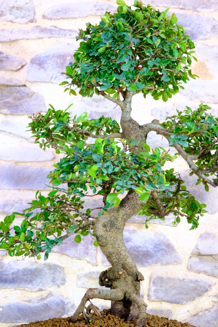 Sensational huge Chinese and Bonsai for sale