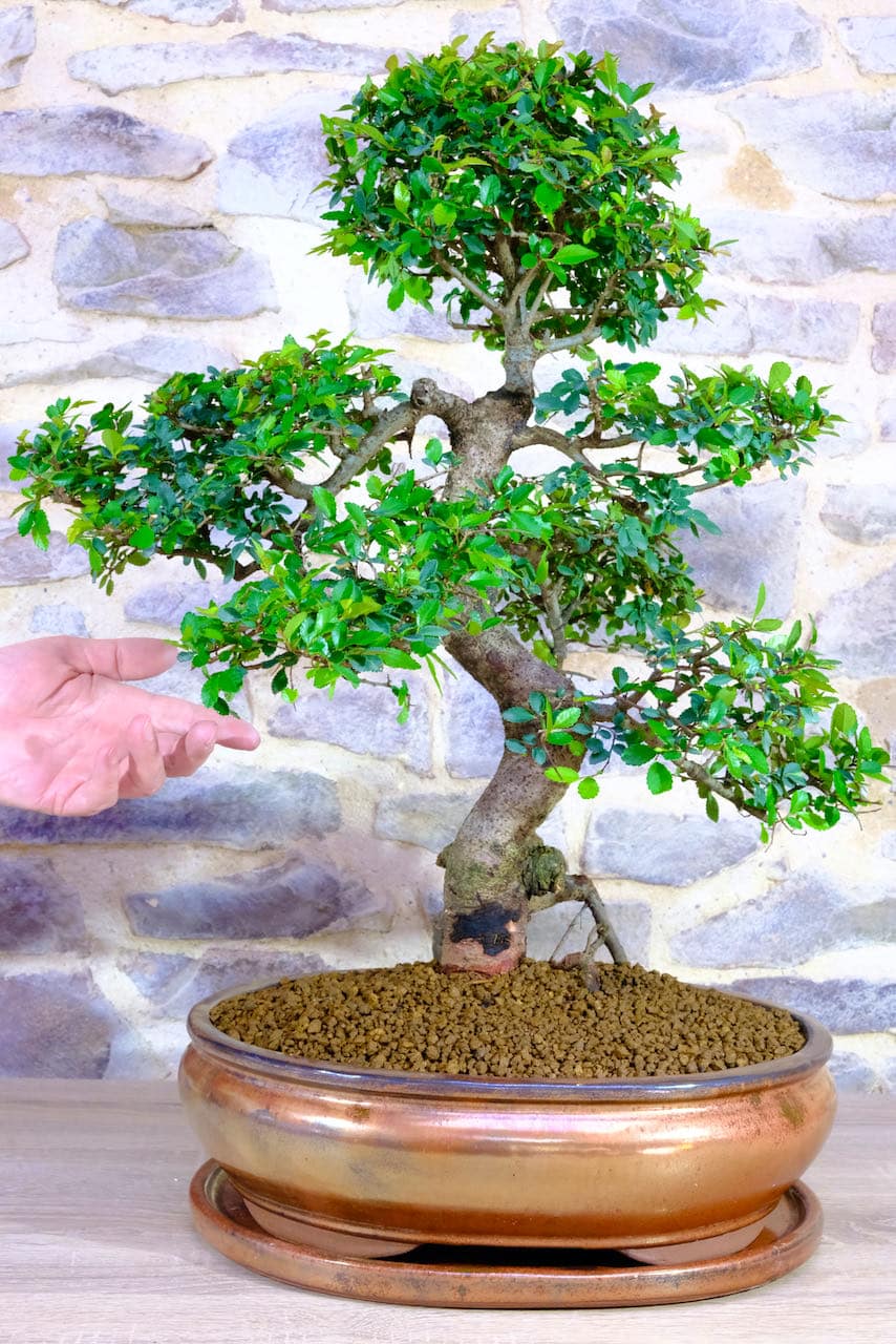 A phenomenal impressive Chinese Elm feature bonsai