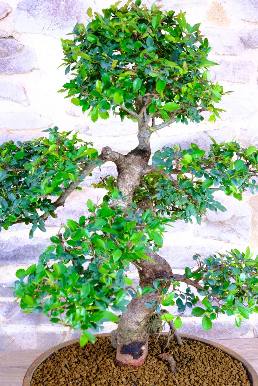 Details of the trunk and foliage pads