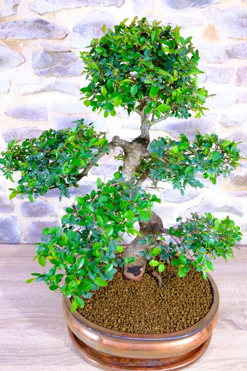Phenomenal Chinese Elm Indoor Bonsai Tree with Amazing S-Shaped trunk