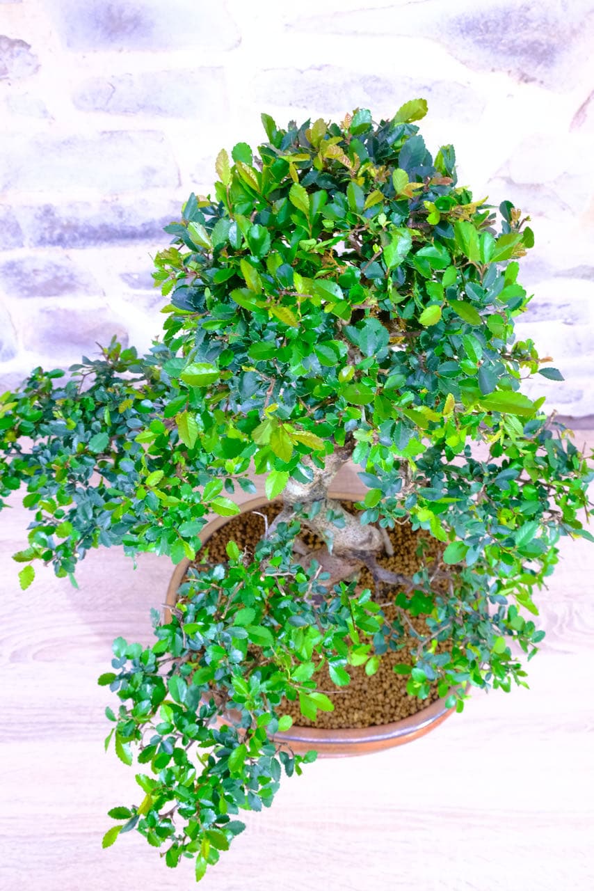 Truly sensational chinese elm for home or office - extra-large