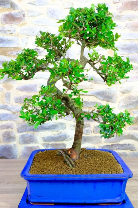 Absolutely outstanding Chinese Elm specimen bonsai tree for sale UK