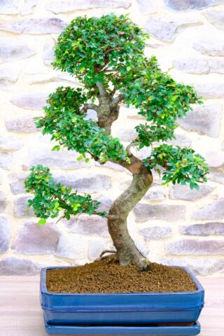 premium chinese elm Powerful Extra Large Chinese Elm bonsai for sale UK