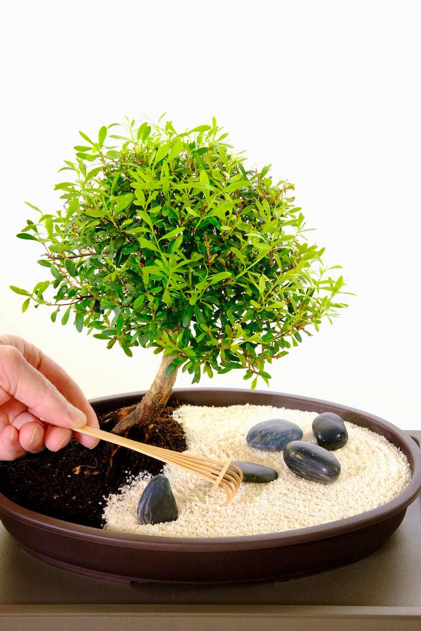 Live miniature zen garden for desk or home