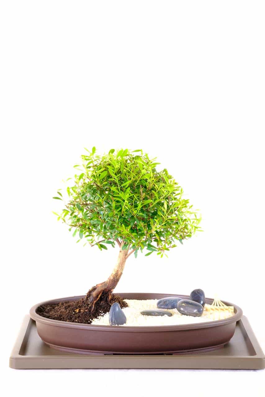 Pretty indoor bonsai zen garden with rocks, sand and rake