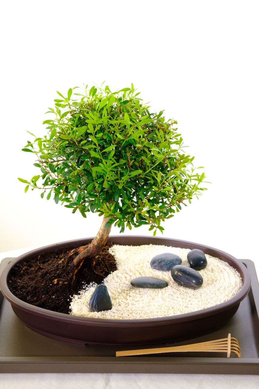 Zen garden with indoor bonsai with polished black rocks