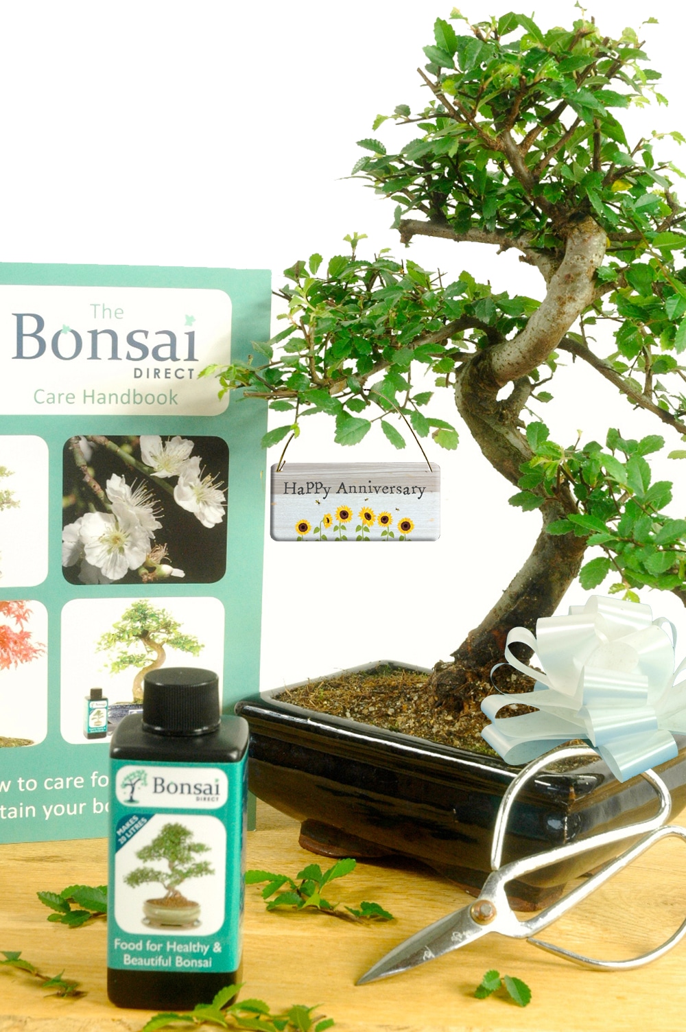 Happy Anniversary Twisty Indoor Starter Bonsai Kit