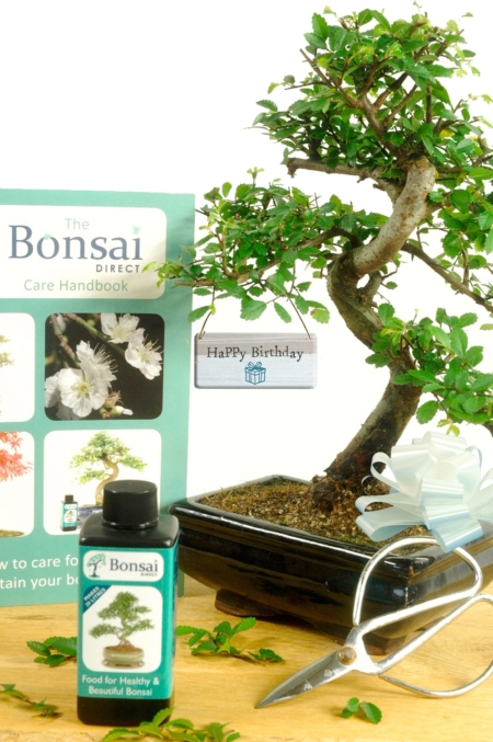 Complete beginners Happy Birthday bonsai starter kit