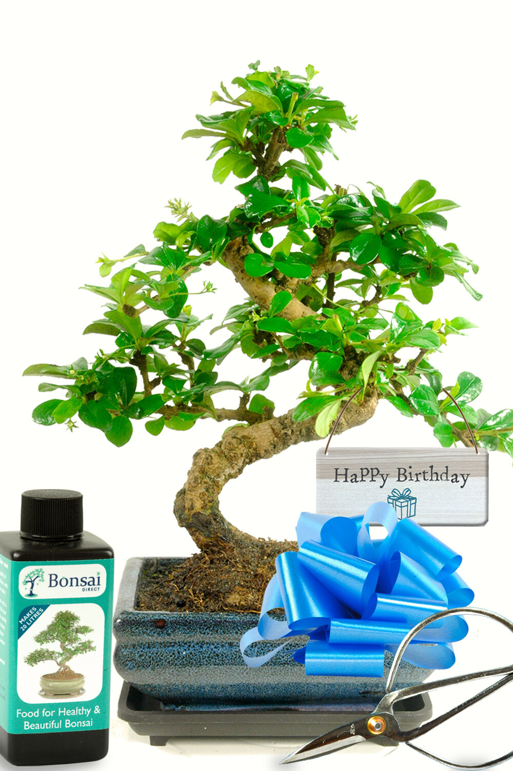Birthday Next Day Delivery | Beginners Flowering Starter Bonsai Birthday Kit
