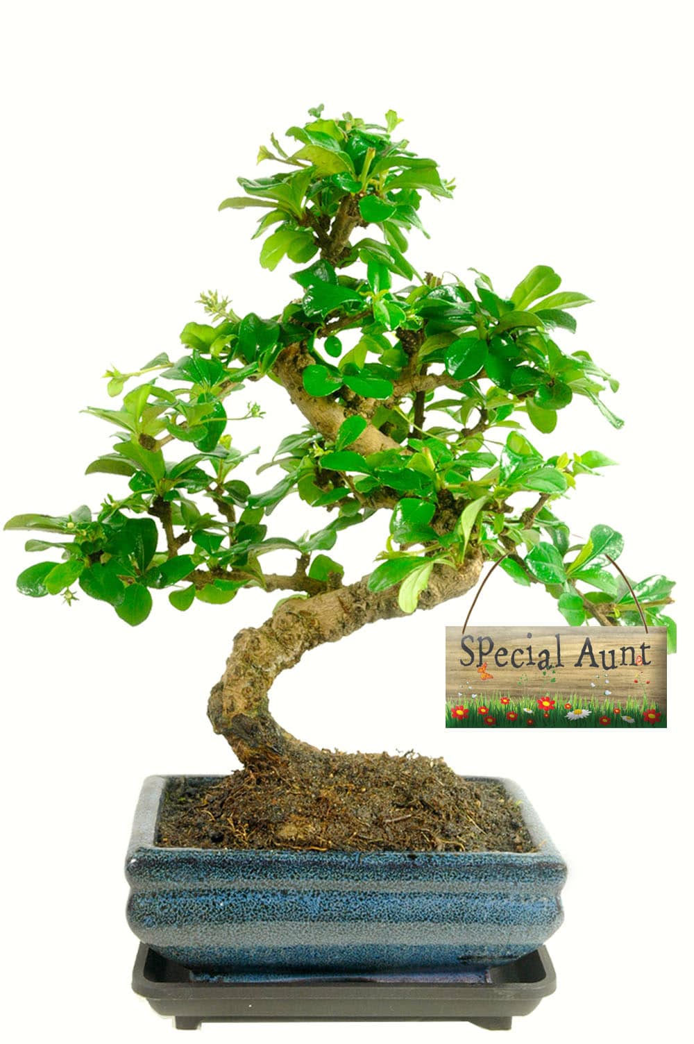 Special Aunt flowering indoor bonsai gift