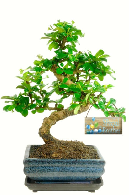 Special brother beautiful twisty bonsai gift