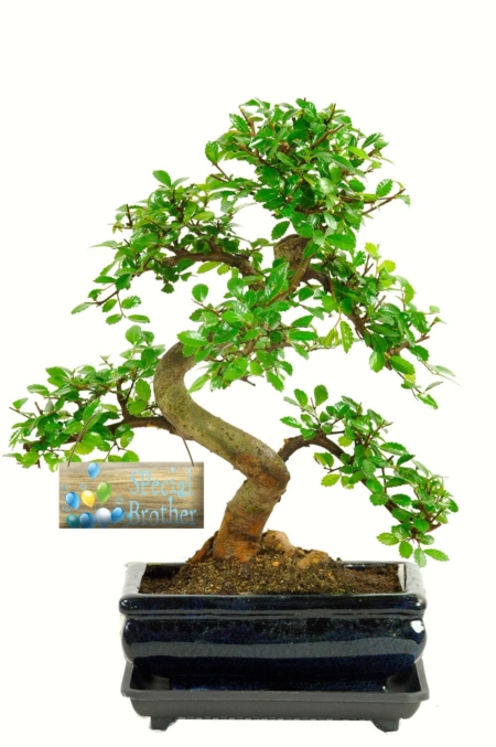A charming easy care bonsai for your special brother