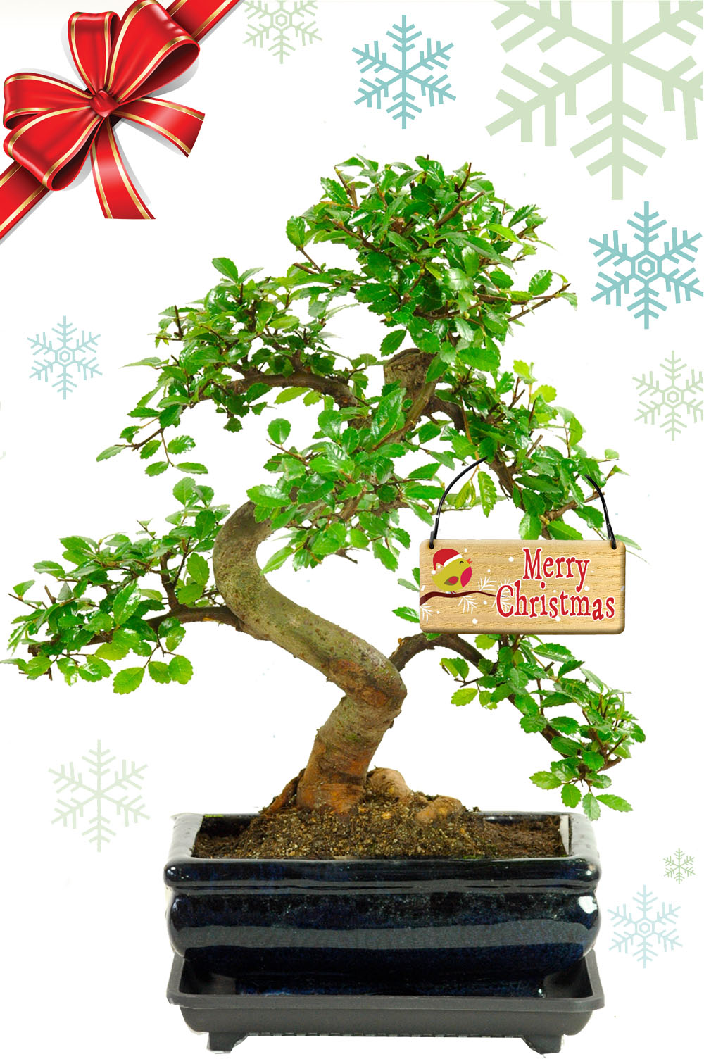 Easy Care Chinese Elm Christmas bonsai tree gift