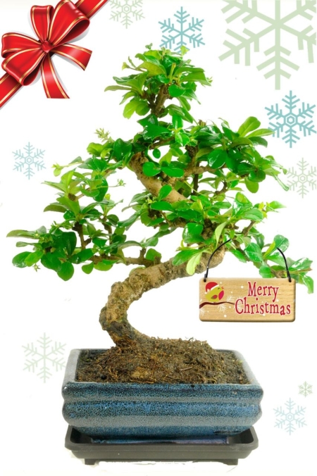 Favourite flowering Christmas bonsai plant gift