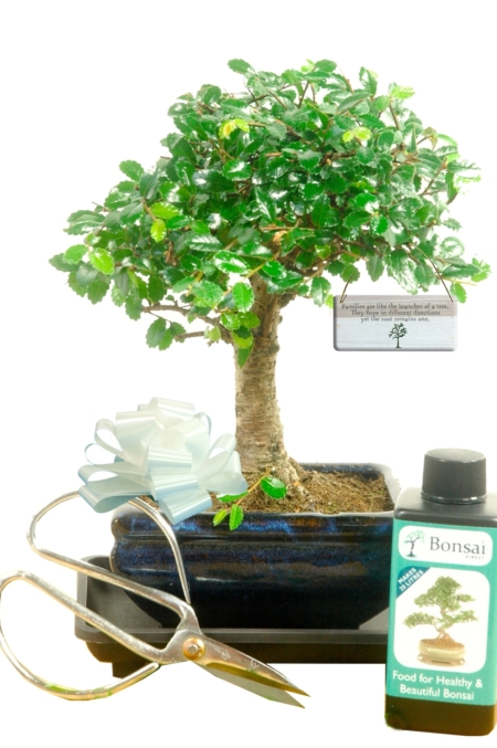 Family Tree gift bonsai tree kit - woodland style baby bonsai starter kit