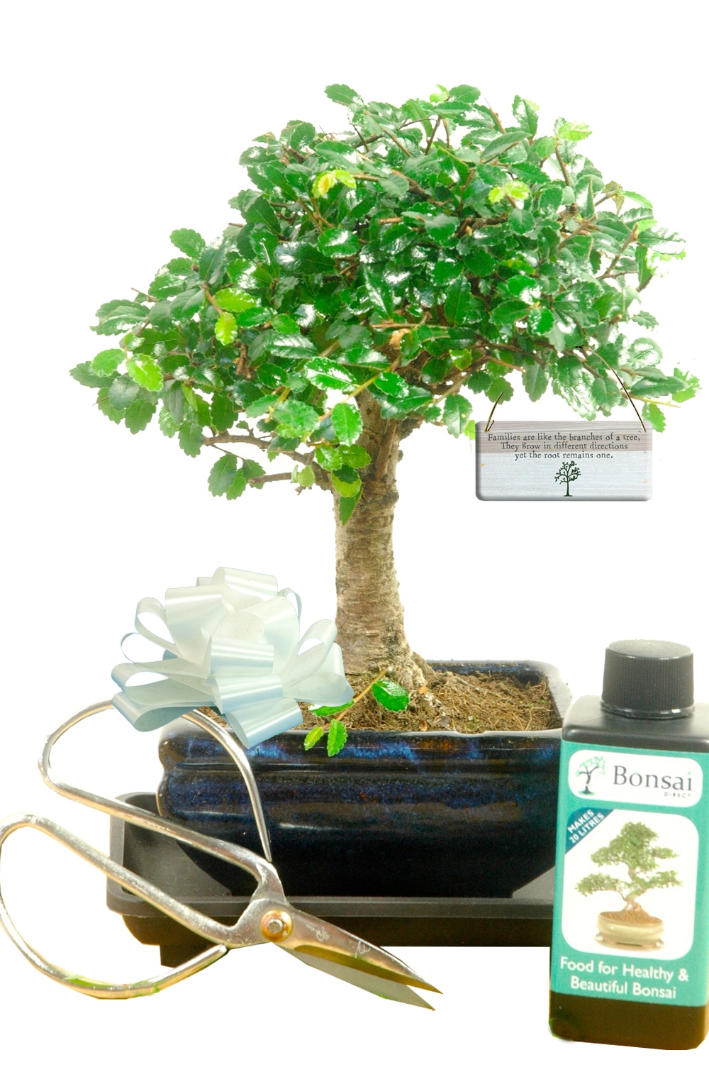 Family Tree gift bonsai tree kit - woodland style baby bonsai starter kit