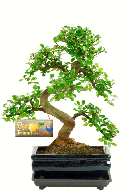 Beautiful twisty indoor bonsai for a very special friend