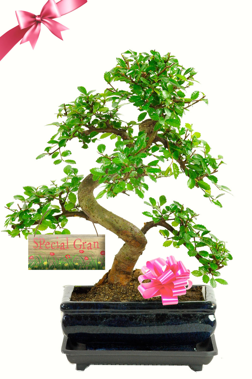 Birthday Gifts for Gran - Beginners Twisty Indoor Bonsai