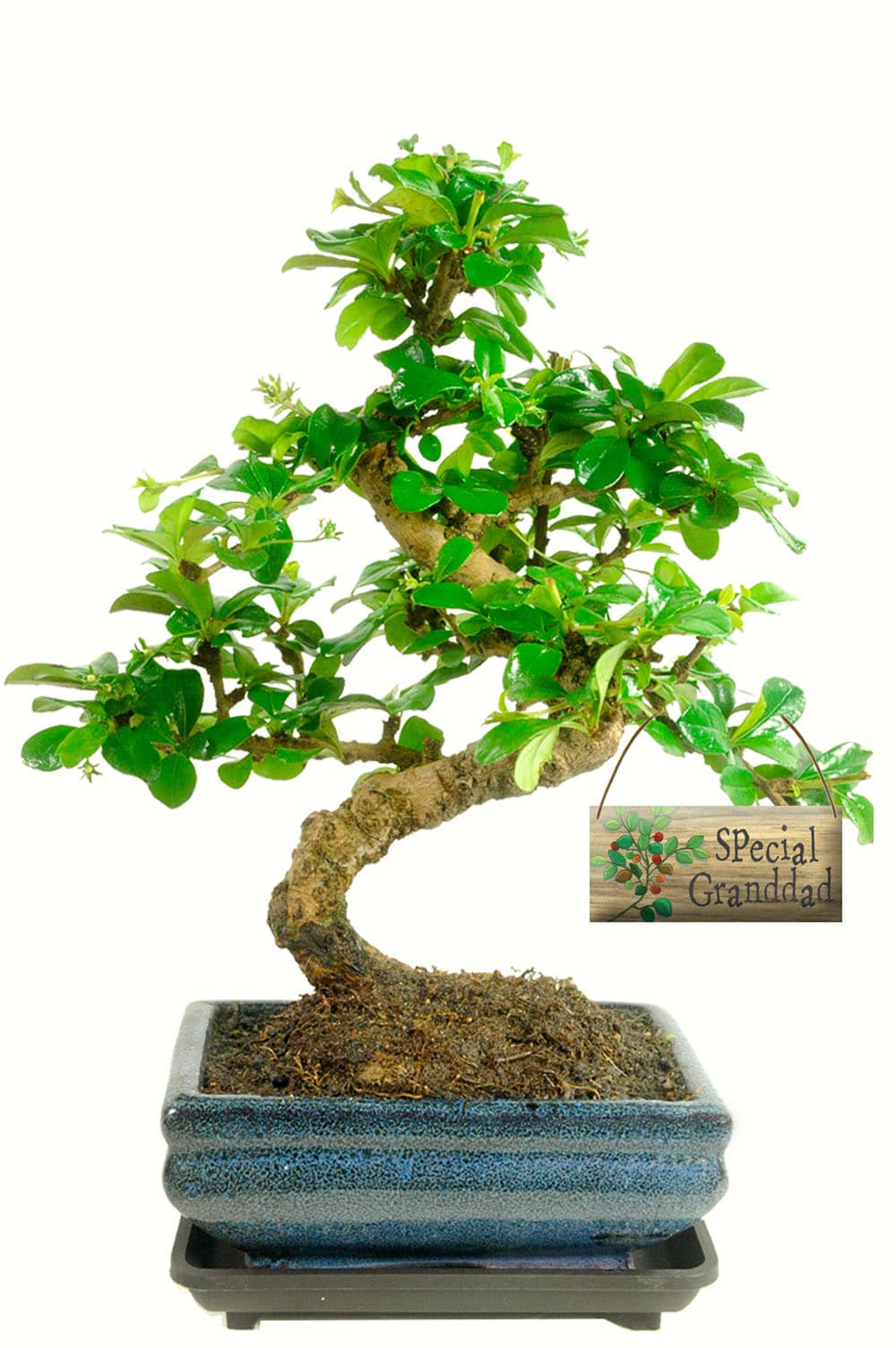 Special granddad flowering indoor bonsai gift