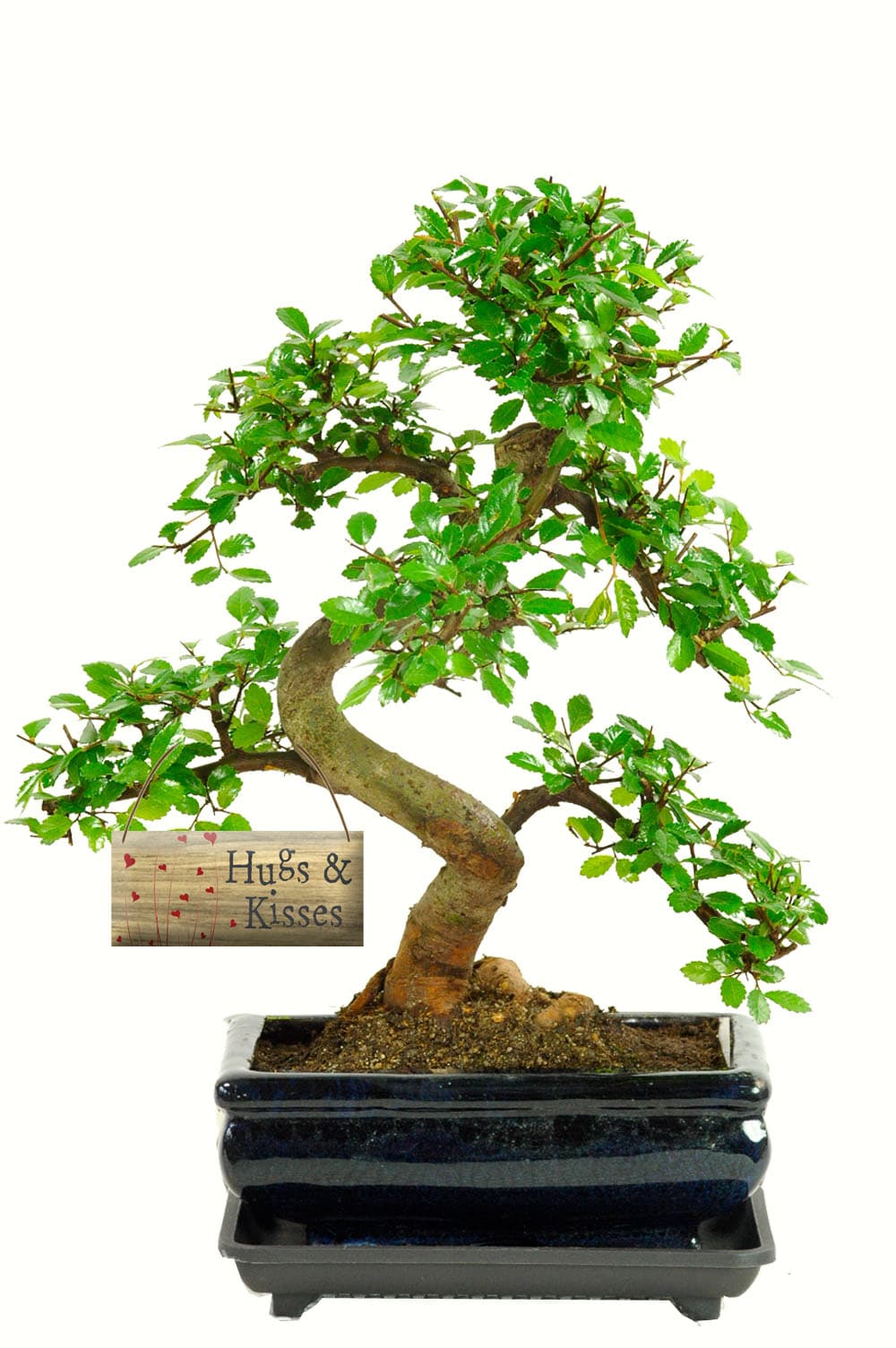 Order this beautiful hugs and kisses bonsai gift now with free delivery available