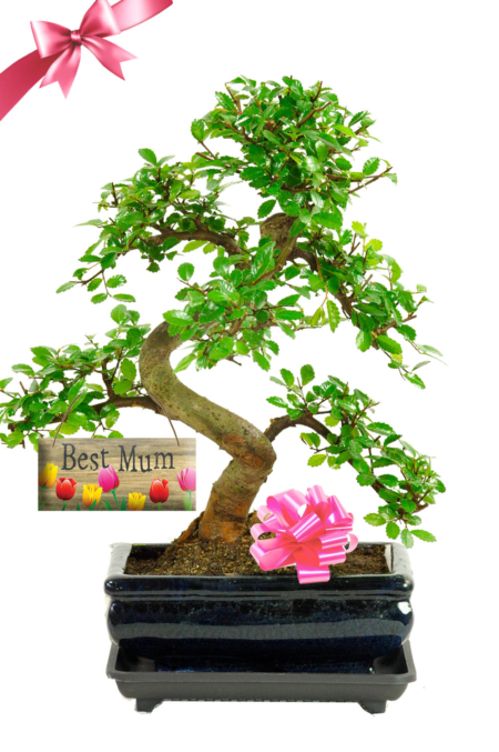 Beautiful Bonsai Birthday / Mother's Day Gift for Mum who has everything