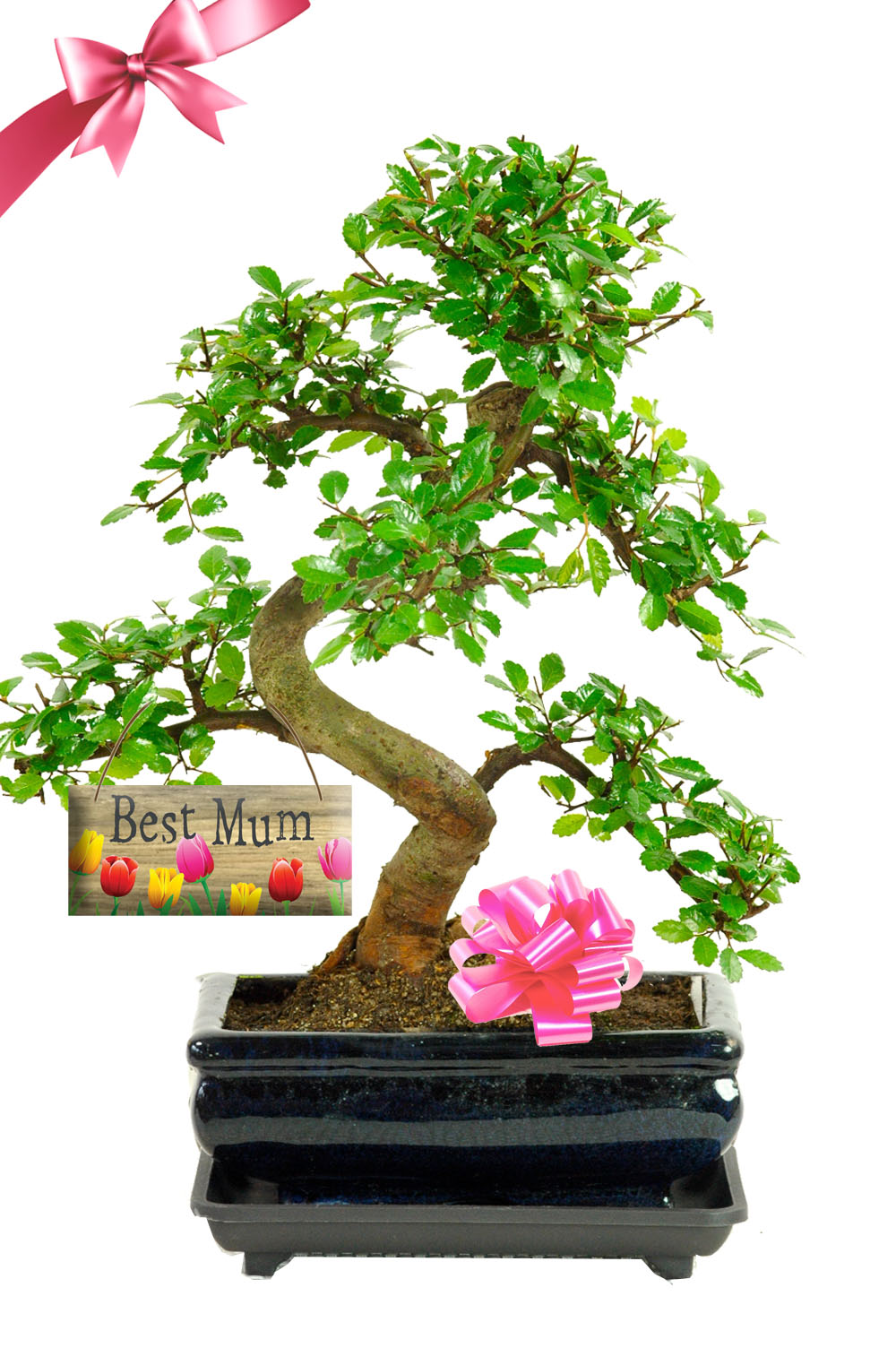 Beautiful Bonsai Birthday / Mother's Day Gift for Mum who has everything