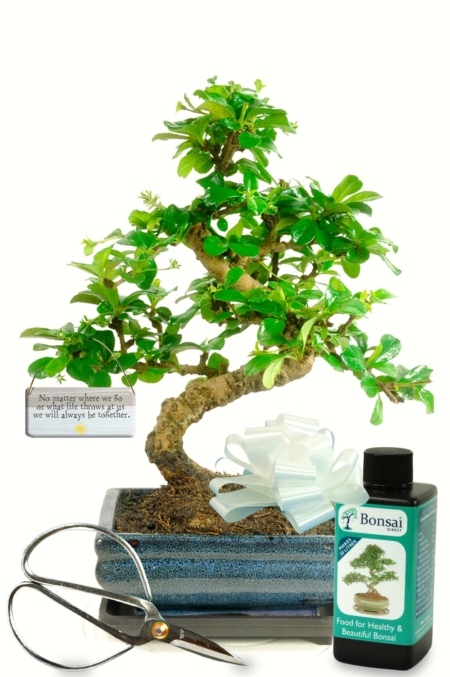 Twisty s-shaped flowering indoor bonsai starter kit - No matter where we go or what life throws at us, we will always be together