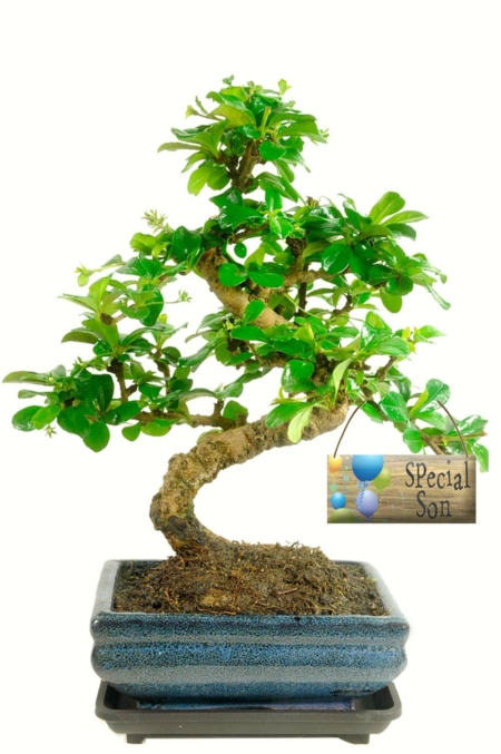 Special Son flowering indoor bonsai tree gift