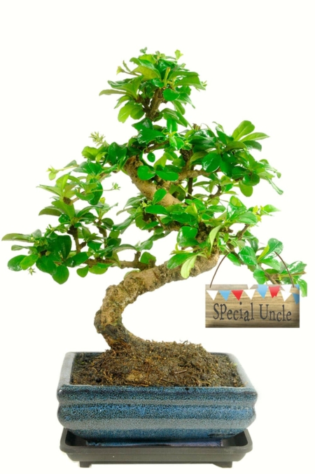 Special Uncle flowering indoor bonsai gift