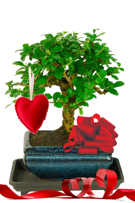 Baby Broom Oriental Tea Tree Bonsai with Red Heart