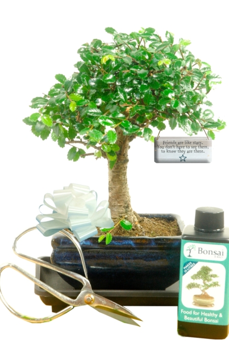 Beginners baby starter kit - Friends are like stars, you don't have to see them to know they are there. Friendship Plant