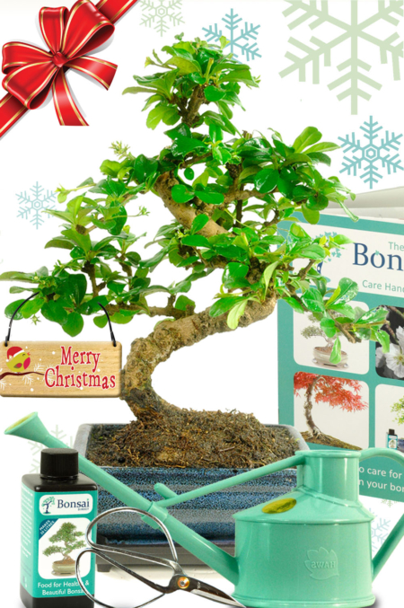 Comprehensive flowering Twisty Fukien tea bonsai kit - Amazing Value