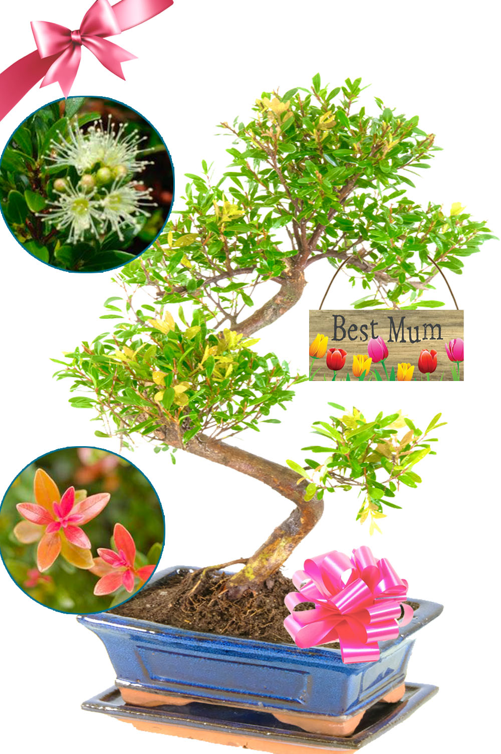 Fruiting & flowering Roseapple gift for your best mum