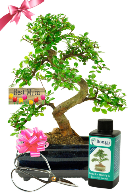 Best Mum starter bonsai gift set