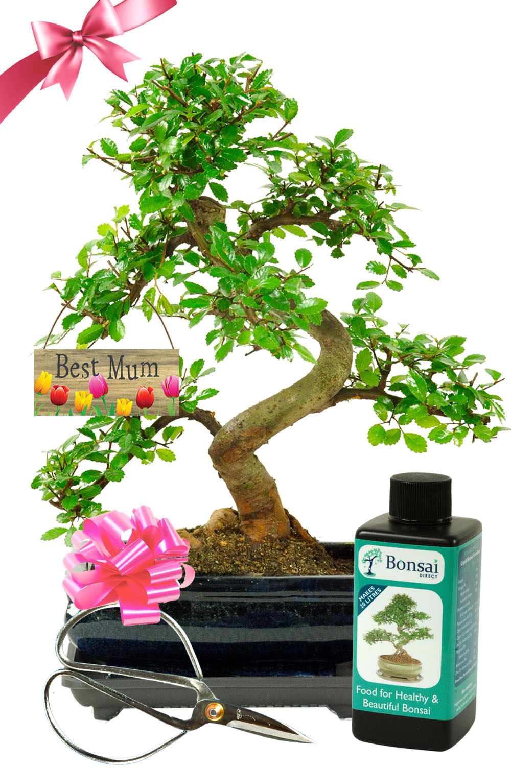 Best Mum starter bonsai gift set