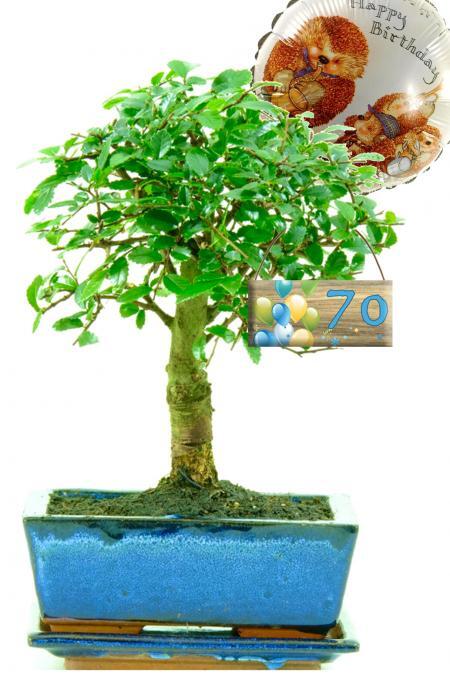 Baby Beginners Chinese Elm Starter Bonsai with Milestone Birthday Tag eg 30th birthday gift idea