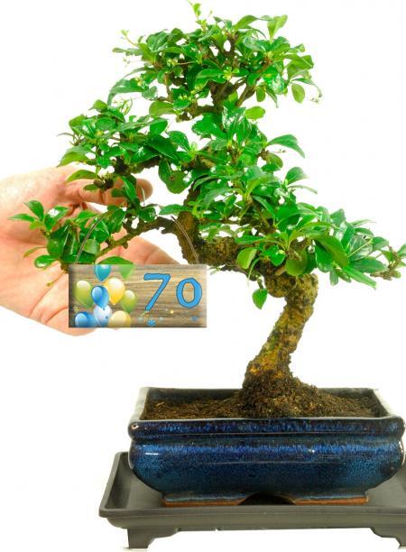 Keepsake Birthday Gift | Flowering Tea Tree Bonsai with Special Age Tag