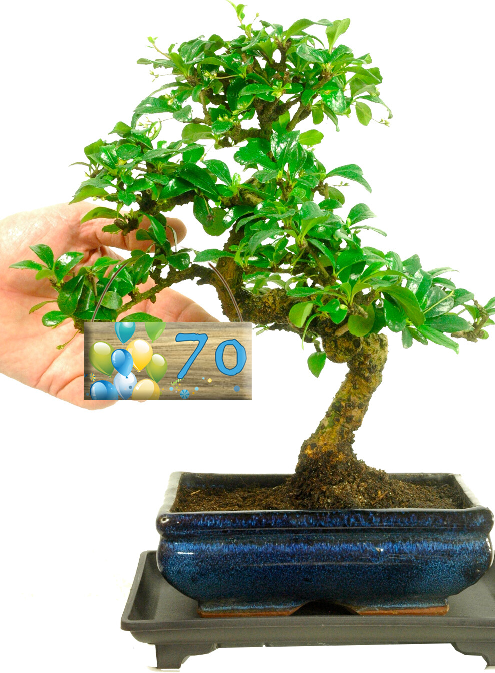 Keepsake Birthday Gift | Flowering Tea Tree Bonsai with Special Age Tag