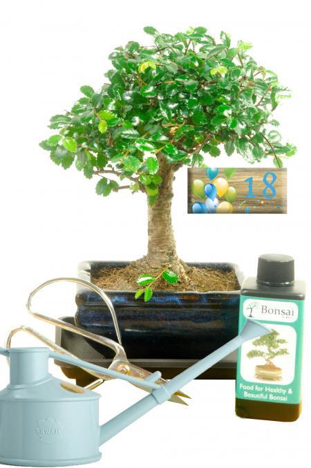 Milestone Birthday Gift | Beginners Comprehensive Baby Bonsai Set with Choose Your Age Tag