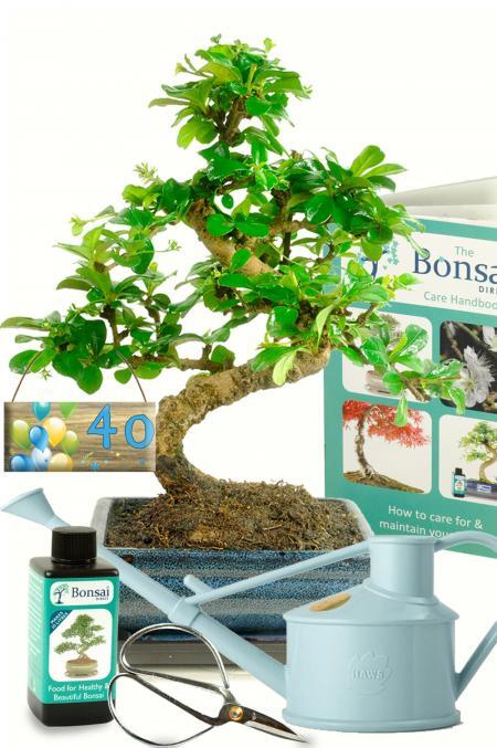 Milestone Birthday Beginners Medium Twisty Flowering Tea Tree Bonsai Kit - 40th Birthday Gift Ideas