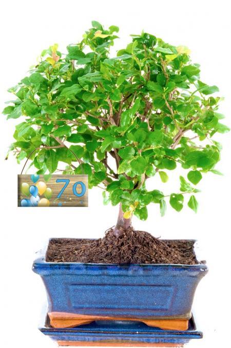 Birthday Fruiting Woodland Style Beginners Indoor Bonsai with Milestone Tag